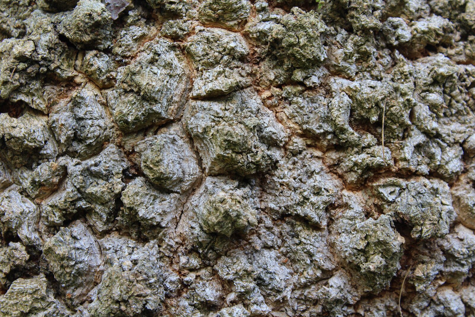 Canon EOS 1200D (EOS Rebel T5 / EOS Kiss X70 / EOS Hi) sample photo. Tree, the bark, invoice photography