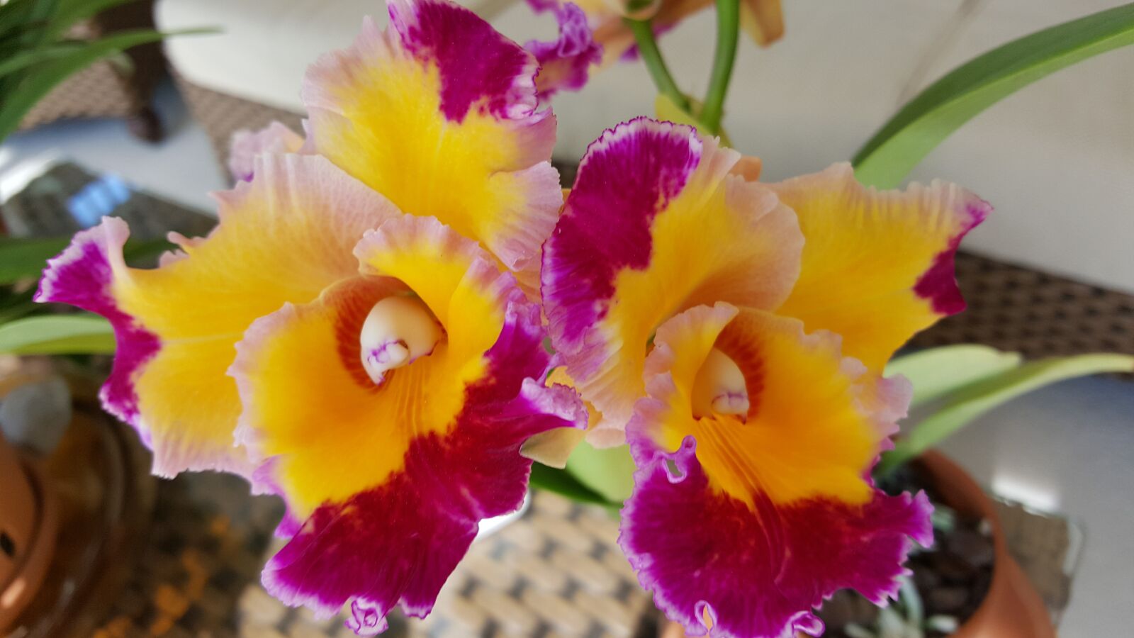 Samsung Galaxy S6 sample photo. Orchid, dick smith, cattelya photography