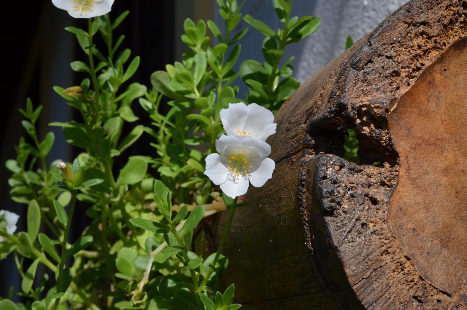 Nikon D5100 sample photo. Flower, hanging garden, ornamental photography
