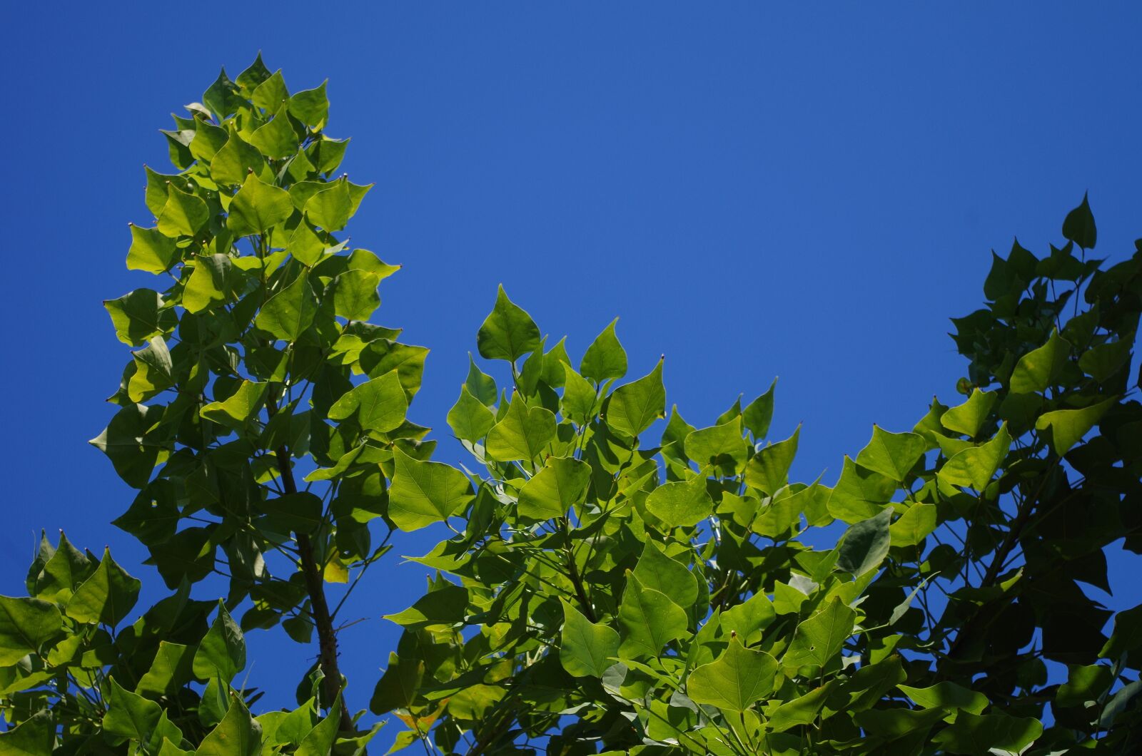 Pentax K-50 sample photo. Sky, branches, leaves photography