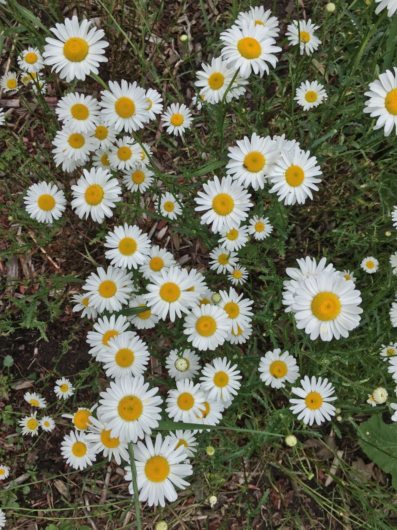 Apple iPhone 6s sample photo. Daisy, wildflowers, flower photography