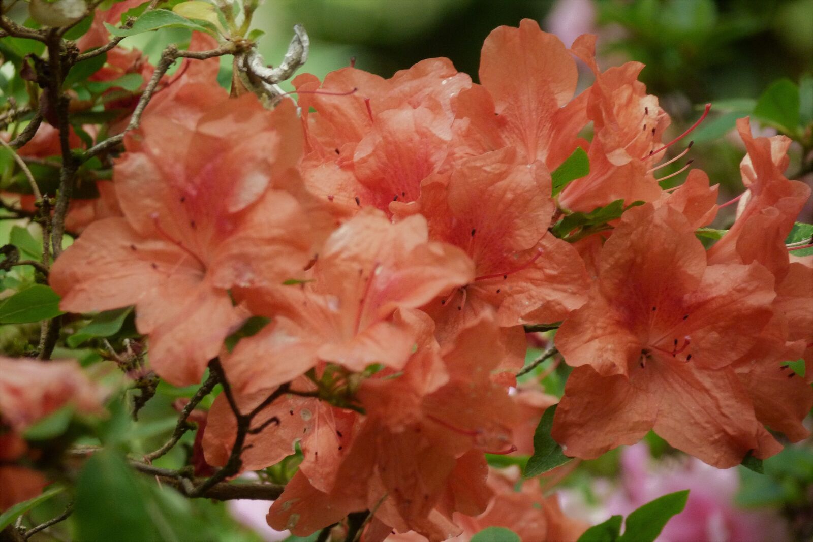 Panasonic Lumix DMC-FZ40 (Lumix DMC-FZ45) sample photo. Apricot, azalea, rhododendron photography