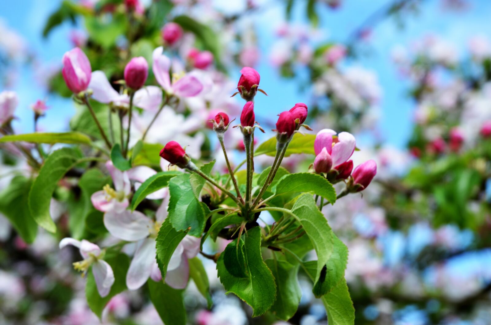 Nikon D7000 sample photo. Apple blossom, spring, apple photography
