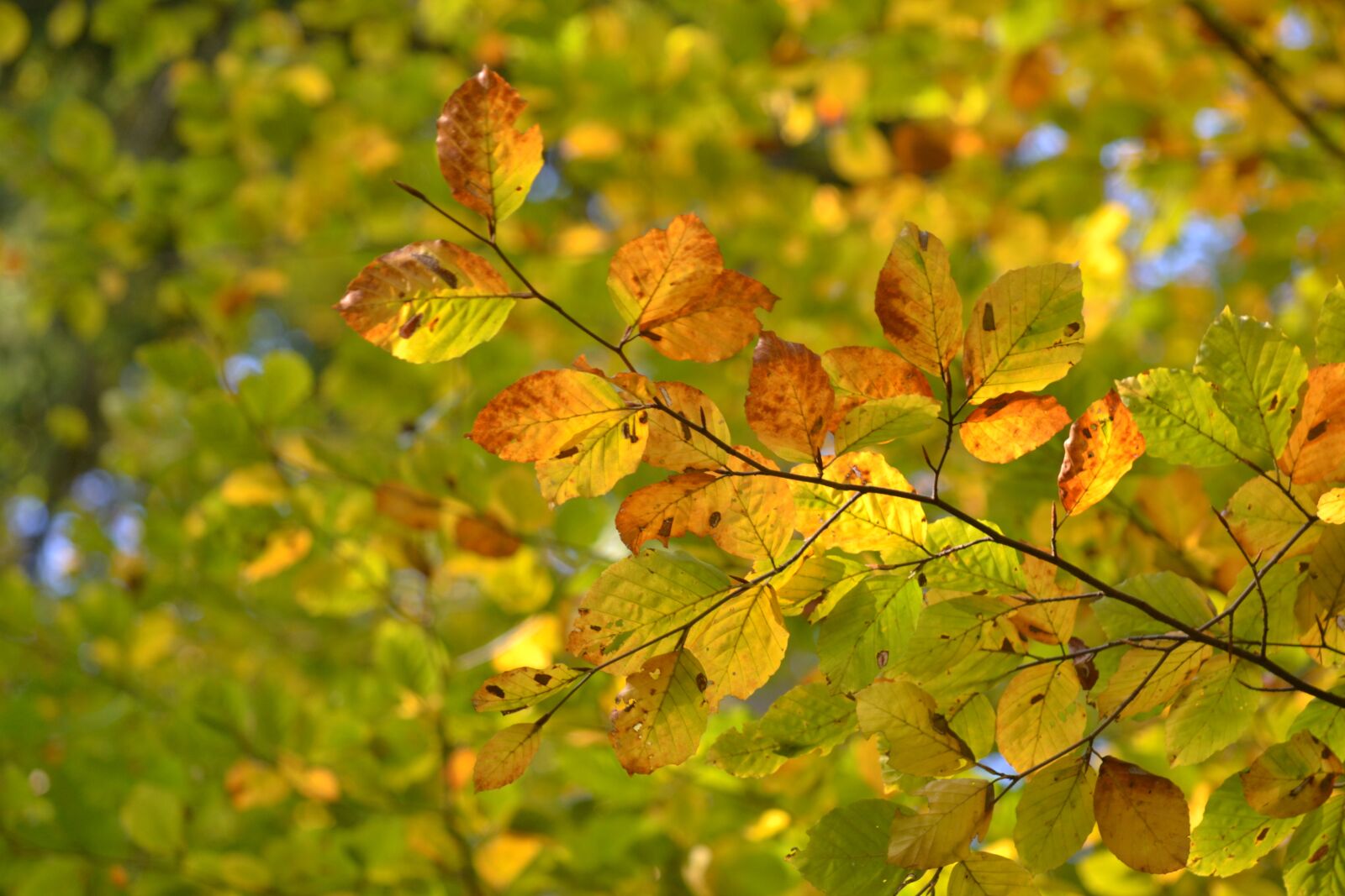 Nikon D3100 sample photo. Beech, forest, autumn photography