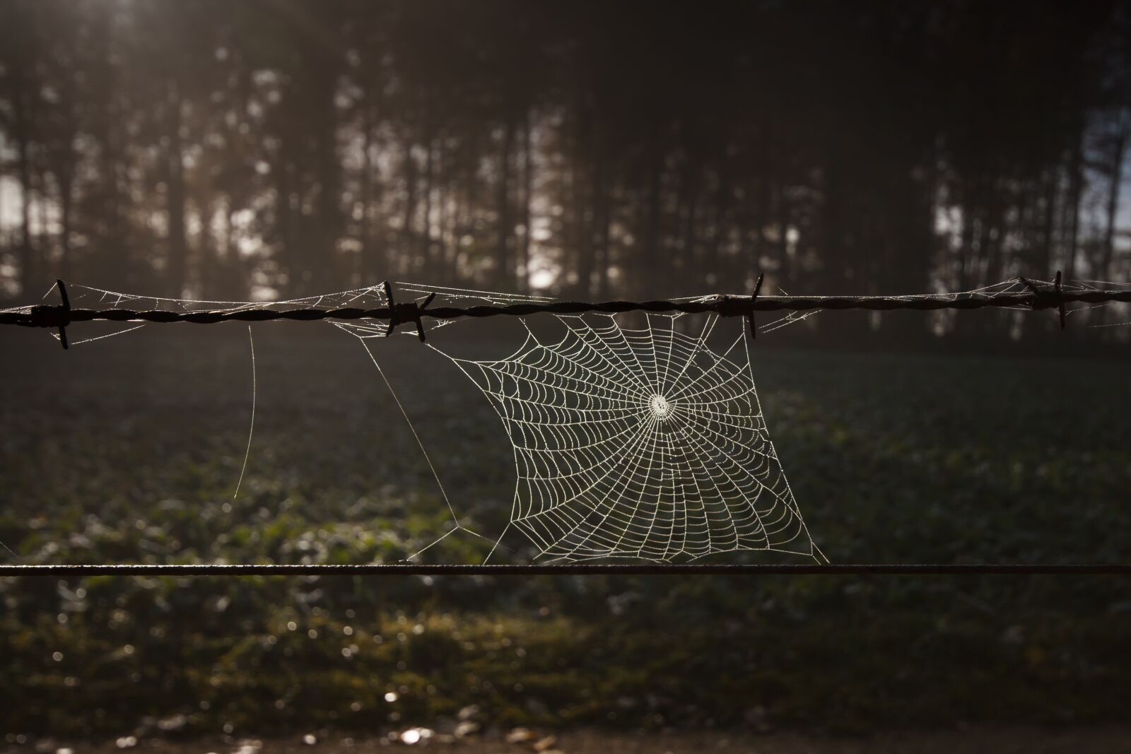Canon EOS 400D (EOS Digital Rebel XTi / EOS Kiss Digital X) sample photo. Cobweb, barbed wire, autumn photography