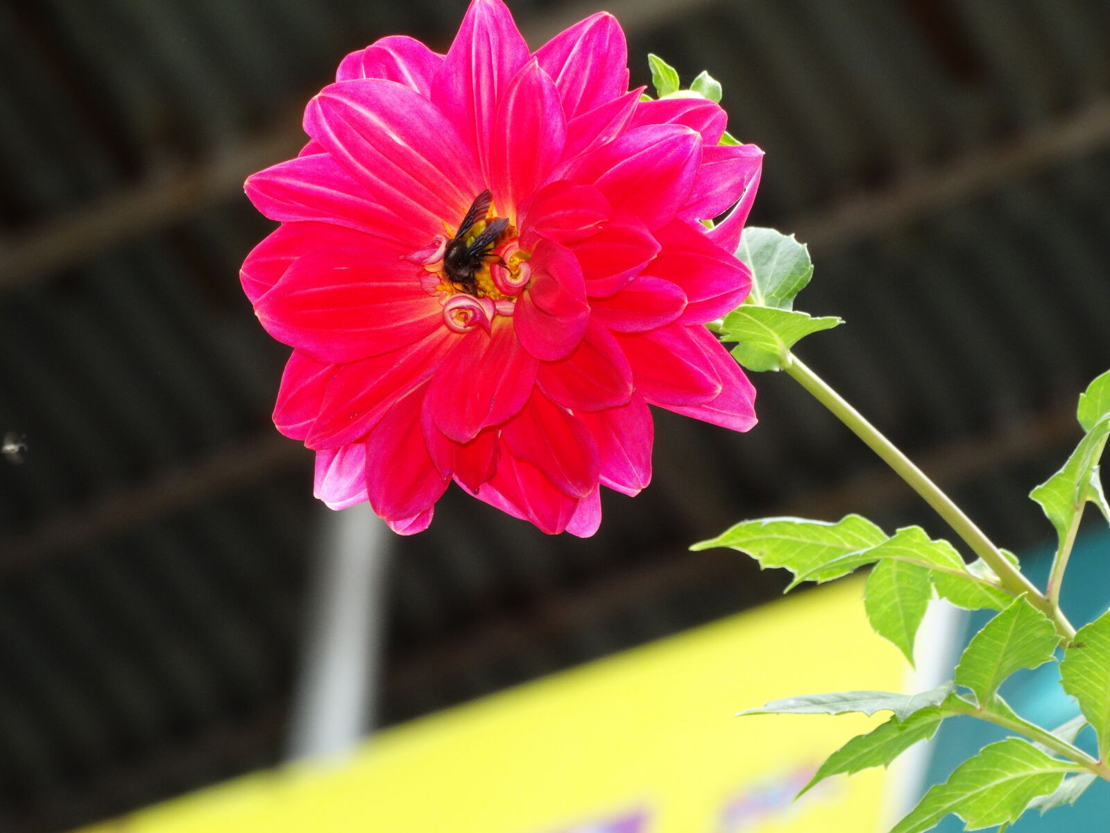 Sony Cyber-shot DSC-HX300 sample photo