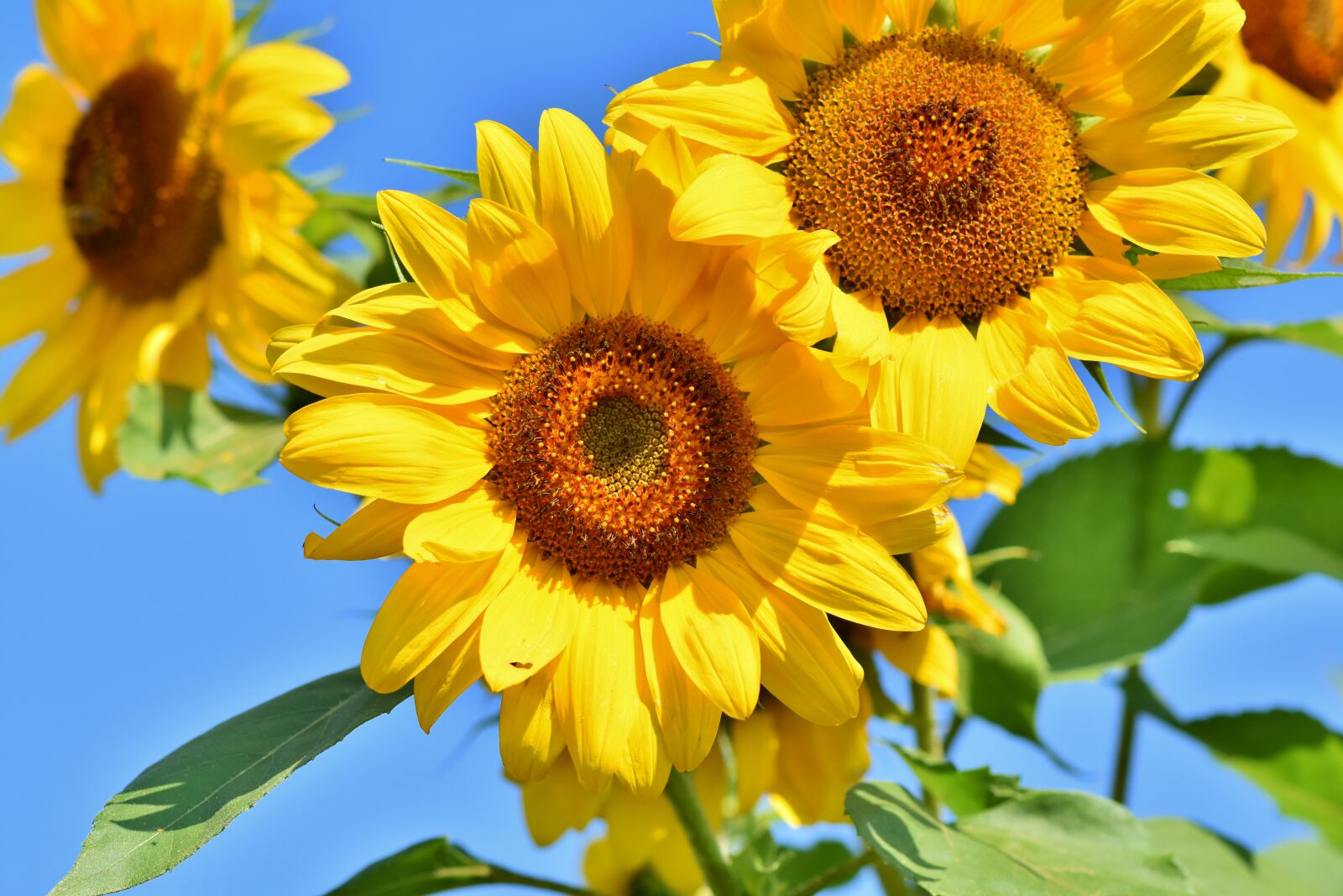 Nikon D7200 sample photo. Sunflower, flower, plant photography