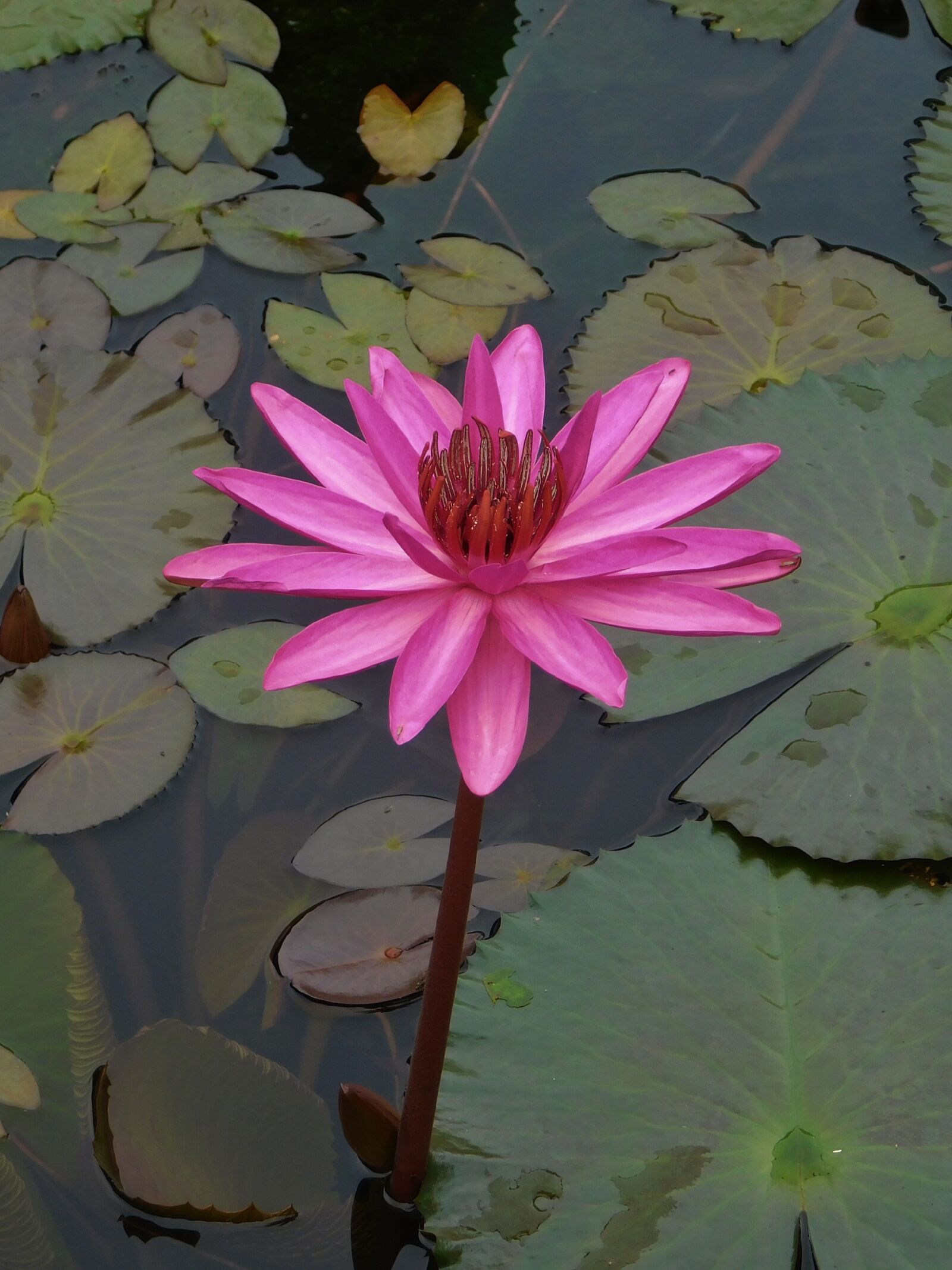 Nikon Coolpix B500 sample photo. Lotus, flora, nature photography