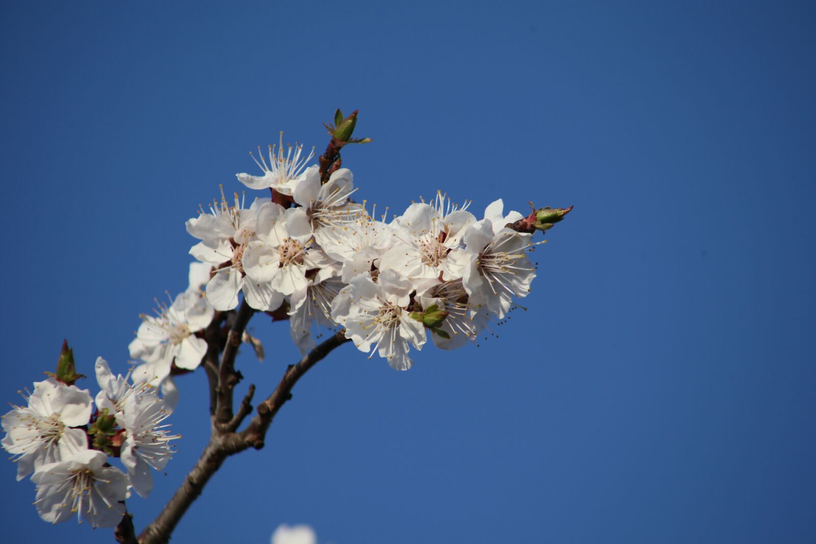 Canon EOS 5D Mark II sample photo. Flower, tree, blue sky photography