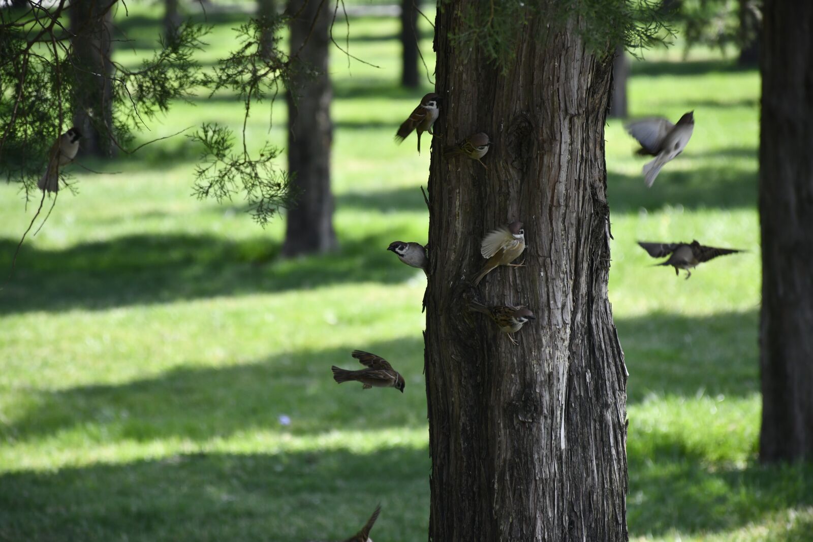 Nikon D7500 sample photo. Park, tree, grassland photography
