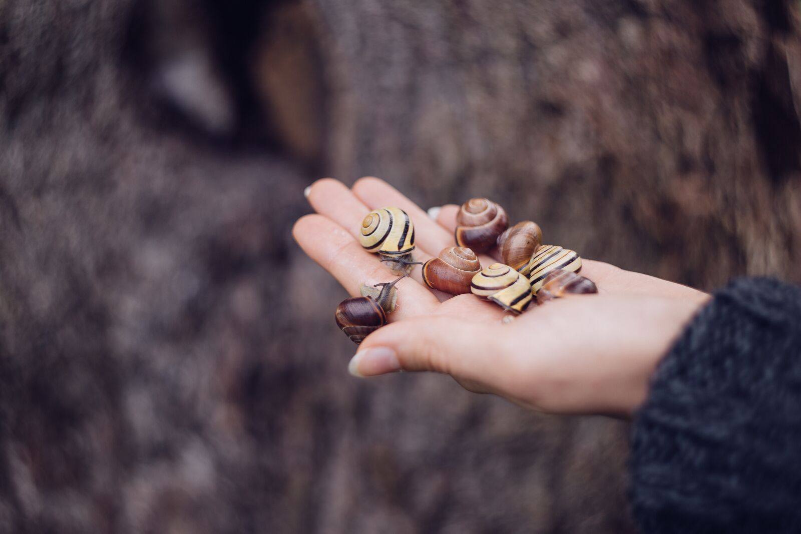 Canon EOS 6D sample photo. Animals, autumn, background photography