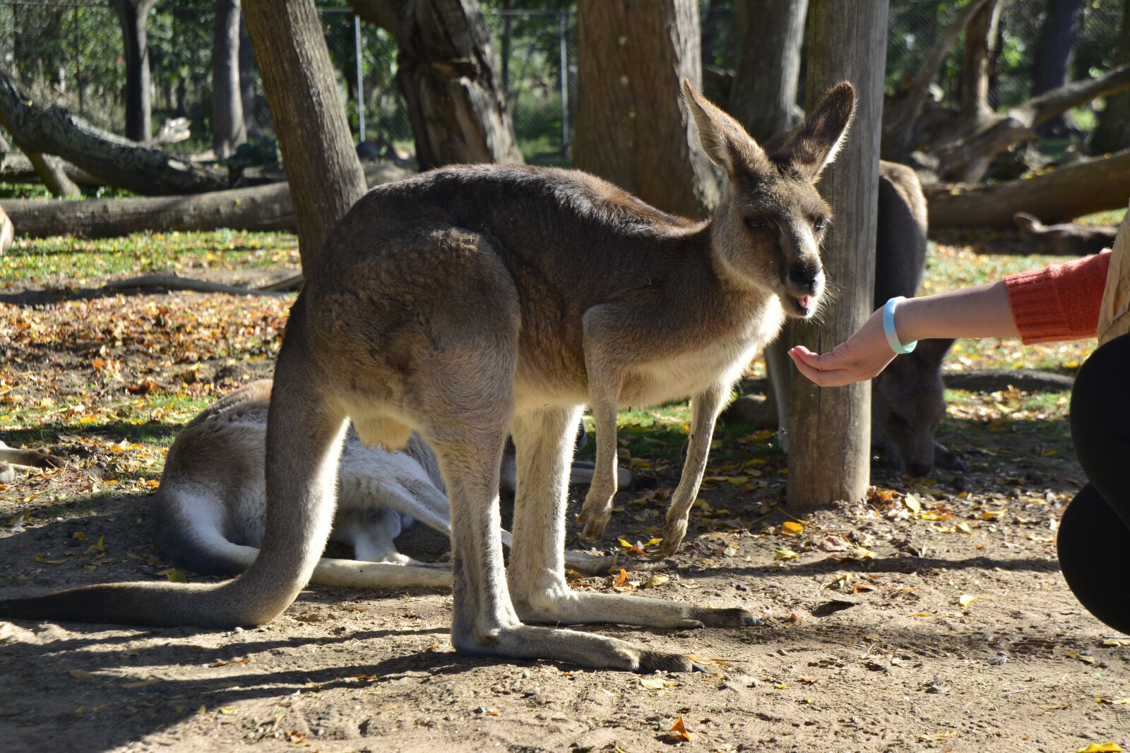 Nikon D5200 sample photo. Australia, brisbane, animal photography