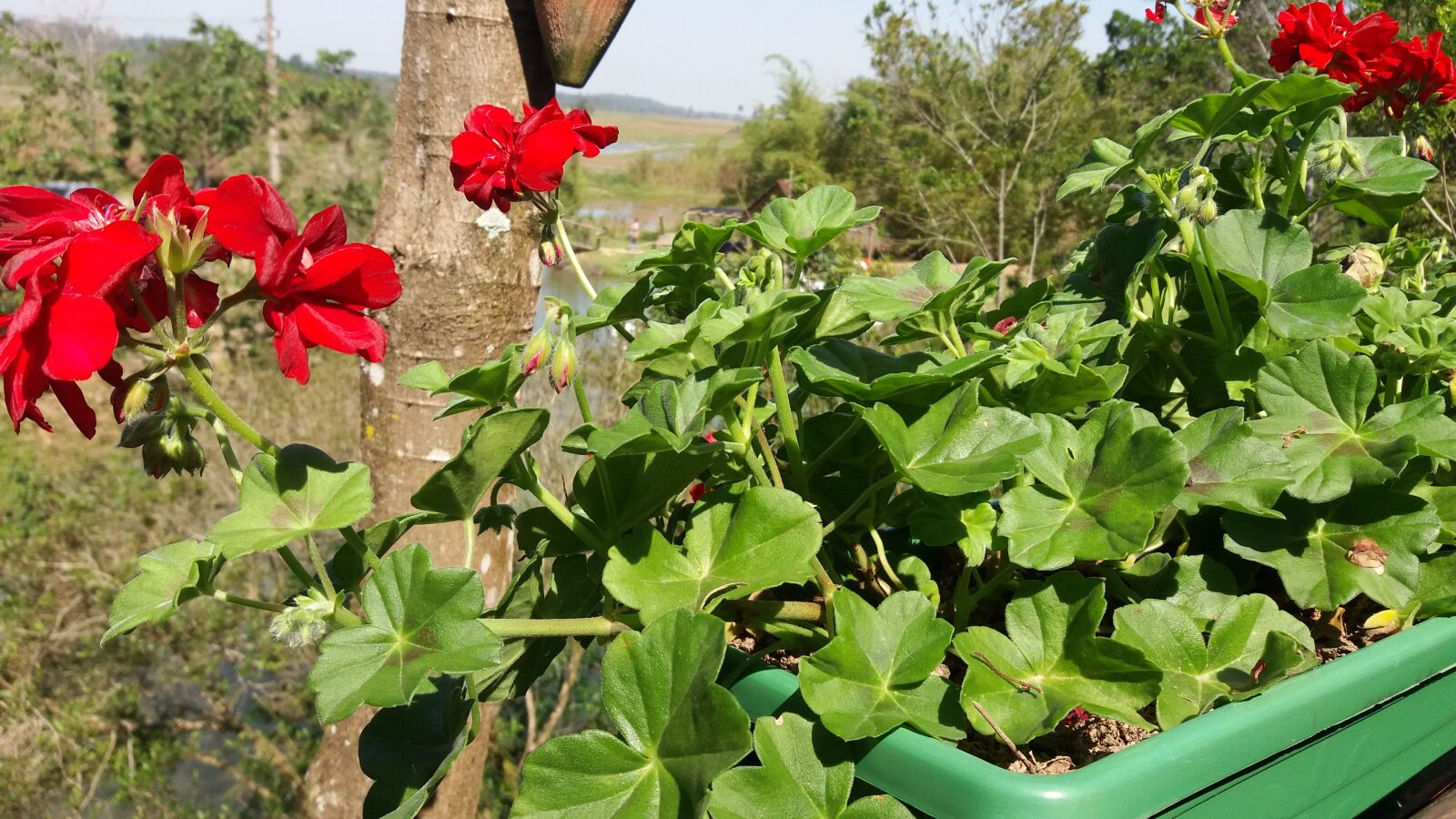 Samsung Galaxy J5 sample photo. Flores, vaso, natureza photography