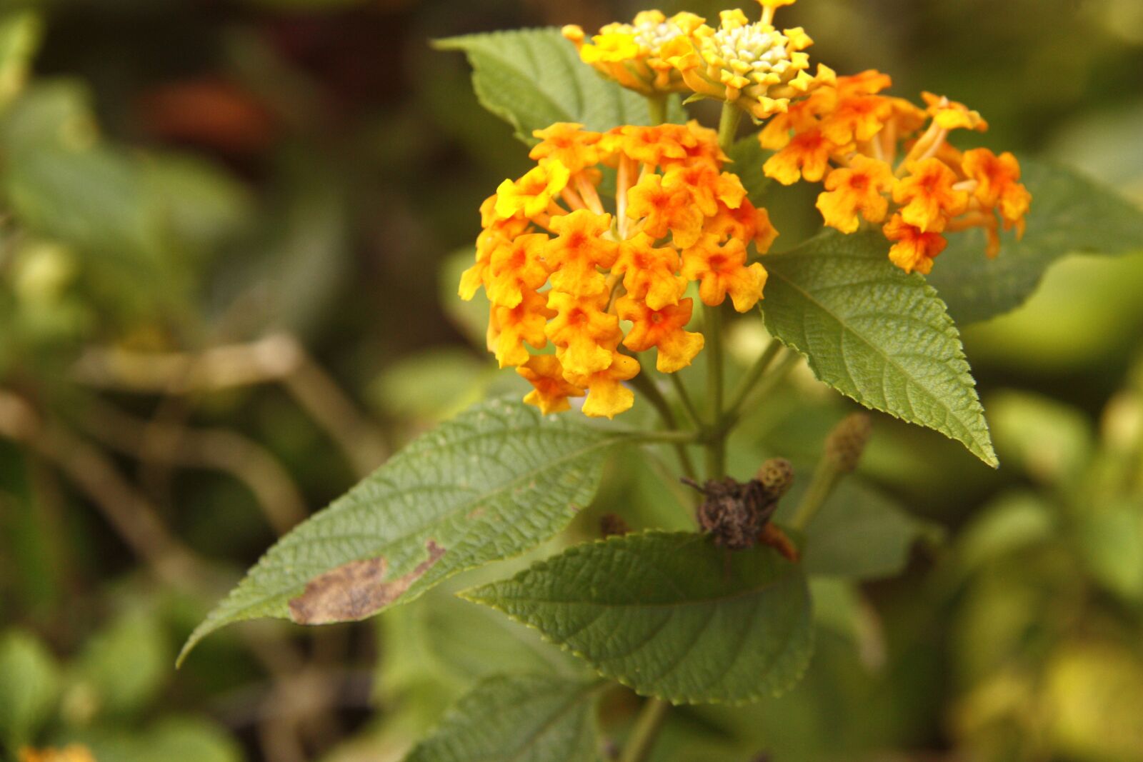 Canon EOS 450D (EOS Rebel XSi / EOS Kiss X2) sample photo. Lantana camara, yellow, blossom photography