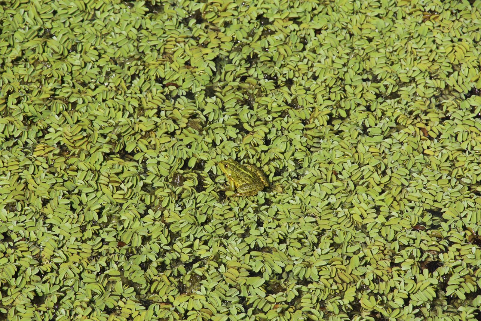Canon EOS 1200D (EOS Rebel T5 / EOS Kiss X70 / EOS Hi) sample photo. Swamp, landscape, frog photography