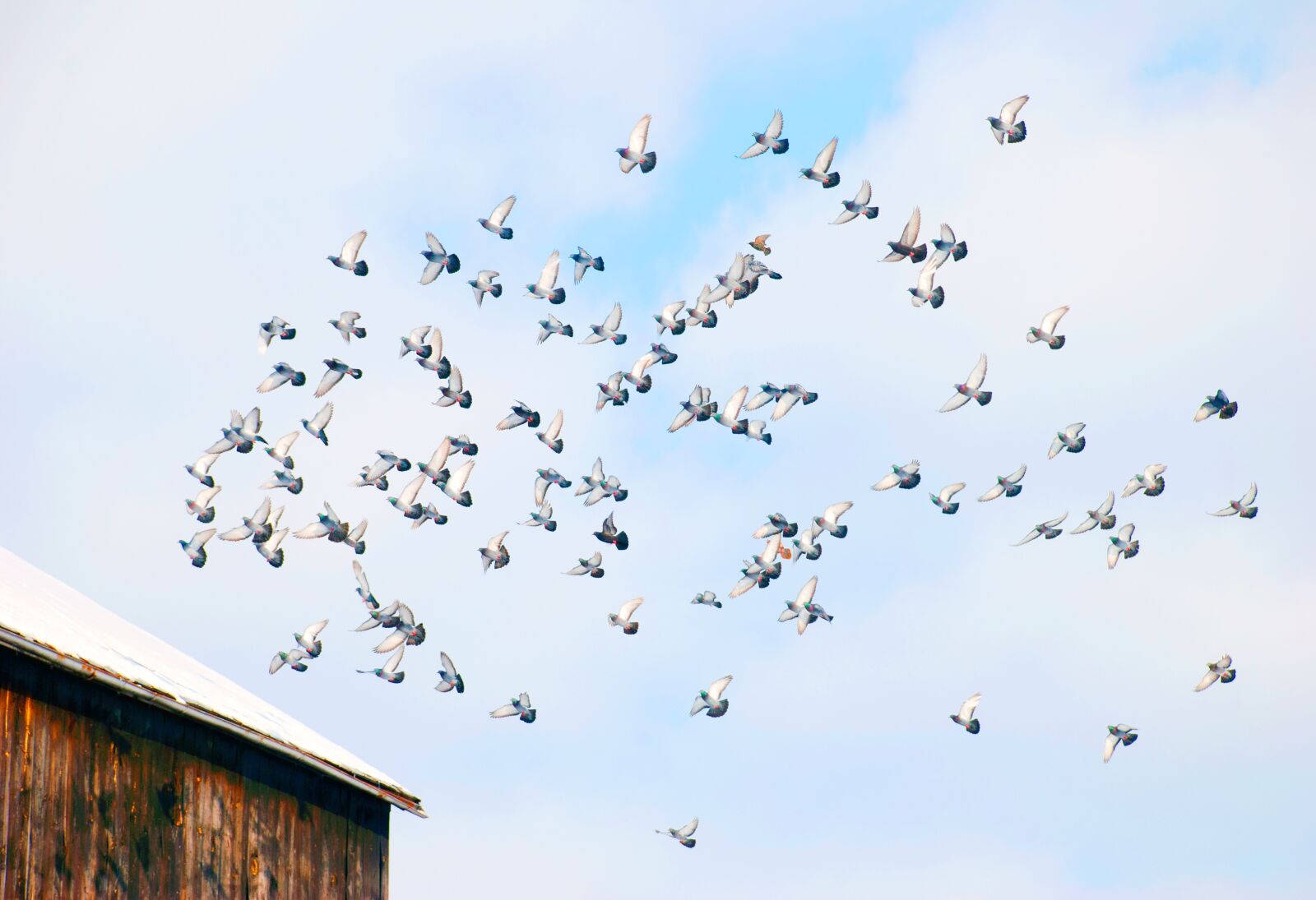 Nikon D80 sample photo. Flight, barn, animal photography
