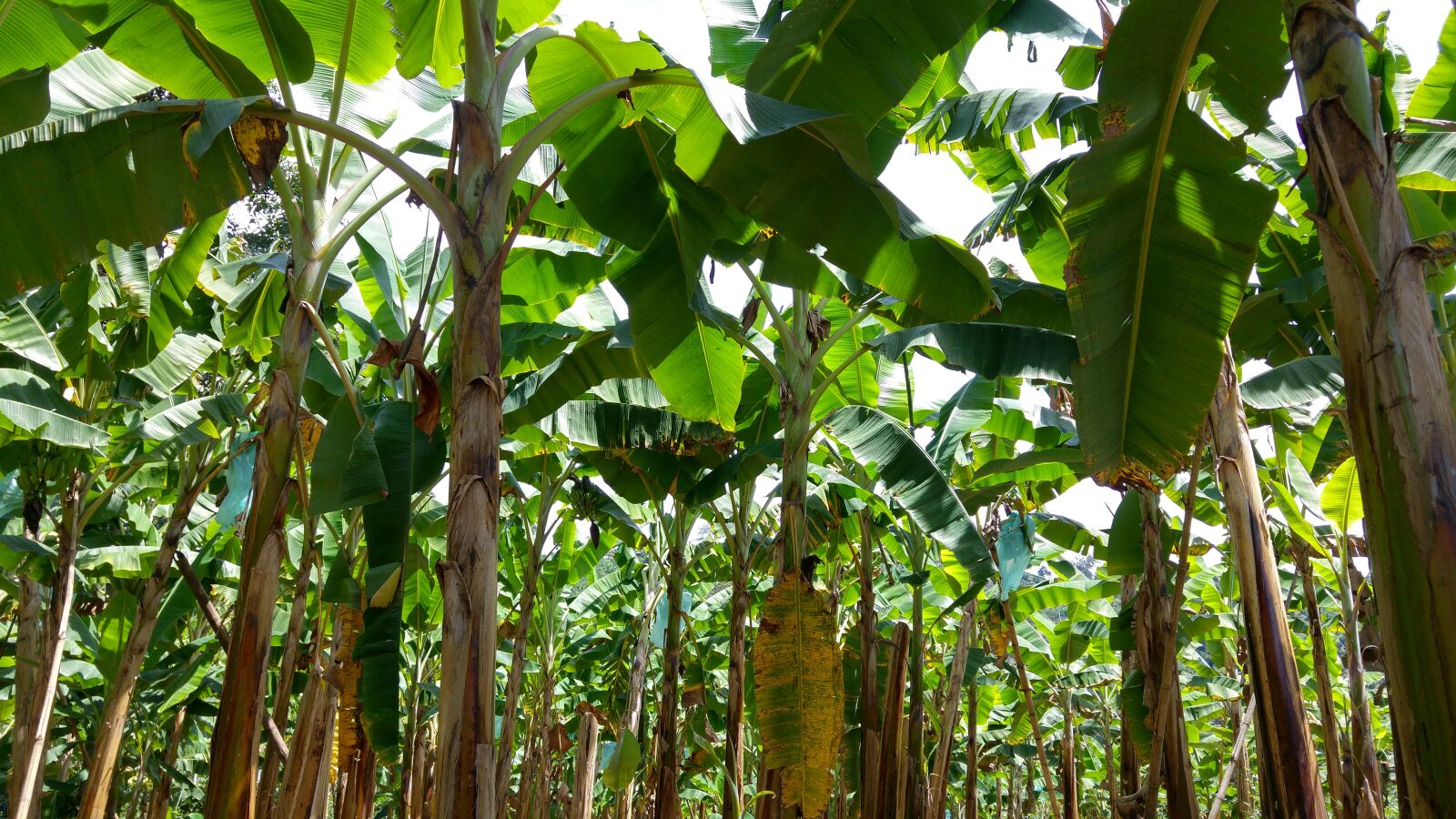 LG G4 sample photo. Colombia, plantation, banana photography
