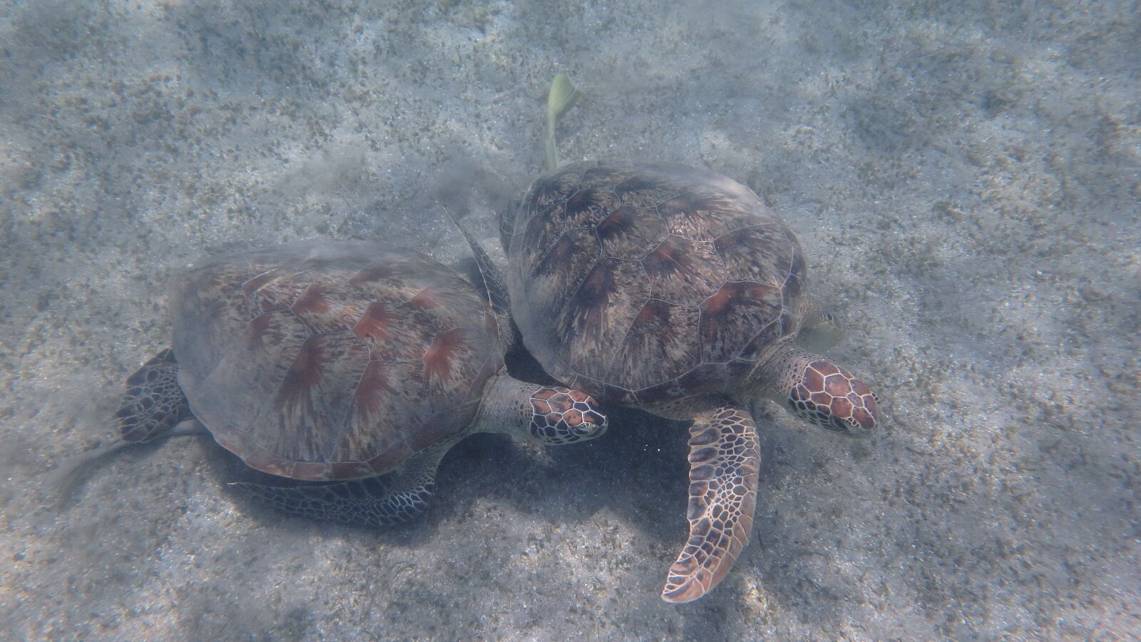 Olympus TG-860 sample photo. Turtle, animal, ocean photography