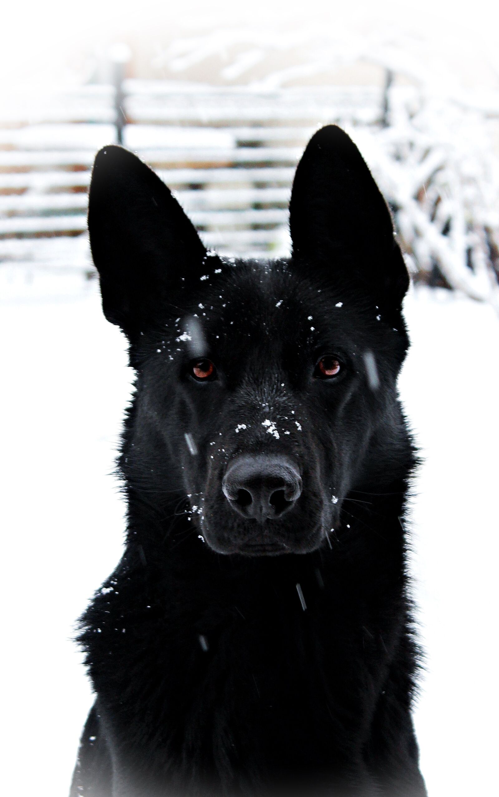Canon EOS 600D (Rebel EOS T3i / EOS Kiss X5) sample photo. Black german shepherd, dog photography