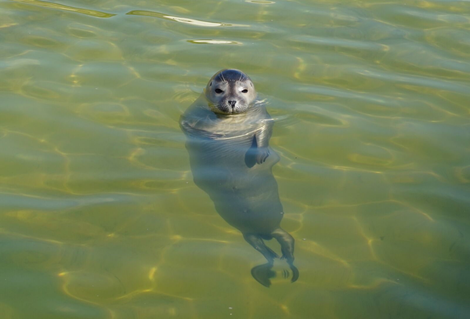 Sony Alpha a5000 (ILCE 5000) sample photo. Waters, swim, nature photography