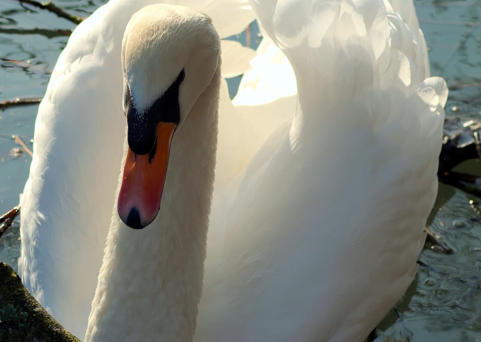 Nikon D3300 sample photo. Waters, nature, bird photography
