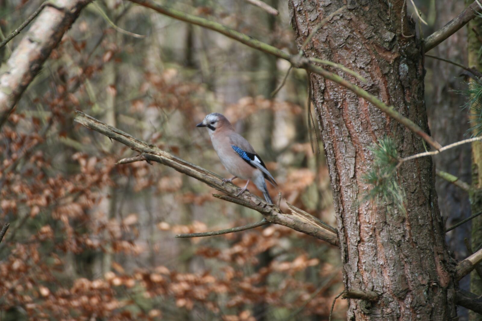 Canon EOS 350D (EOS Digital Rebel XT / EOS Kiss Digital N) sample photo. Nature, outdoor, wildlife photography