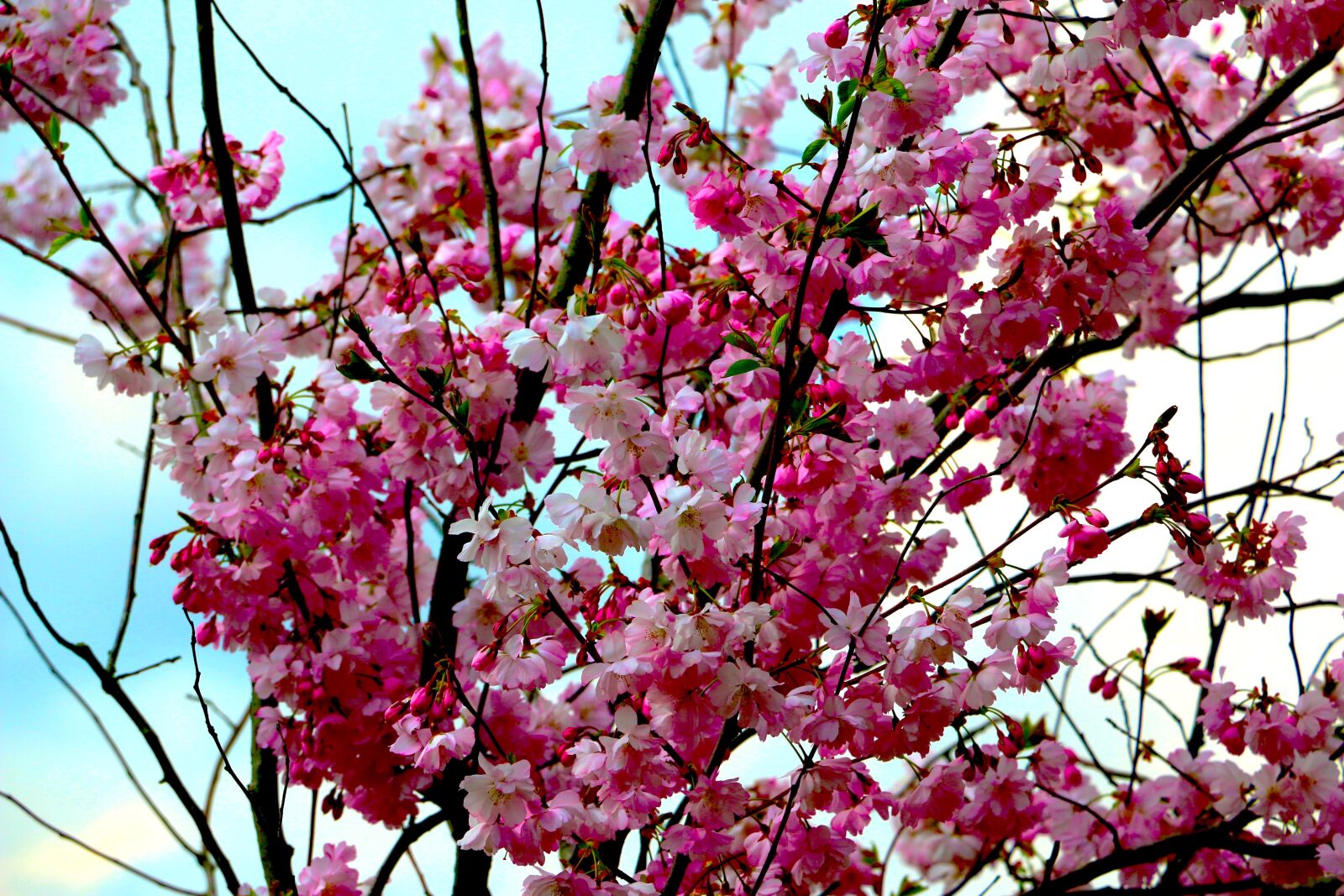 Canon EOS 70D sample photo. Flowers, pink, blossom photography