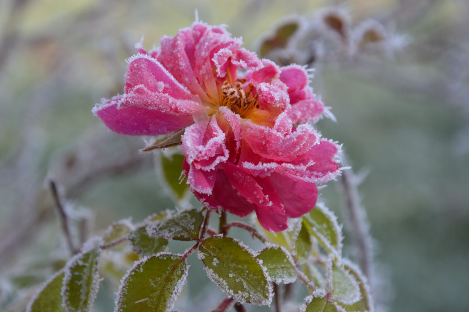 Nikon D3200 sample photo. Rose, ice, winter photography