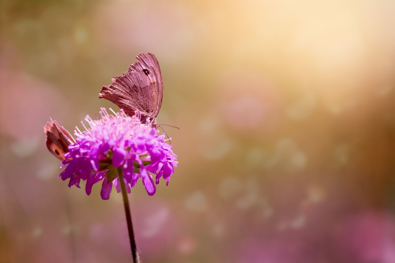 Nikon D7100 sample photo. Butterflies, meadow brown, edelfalter photography