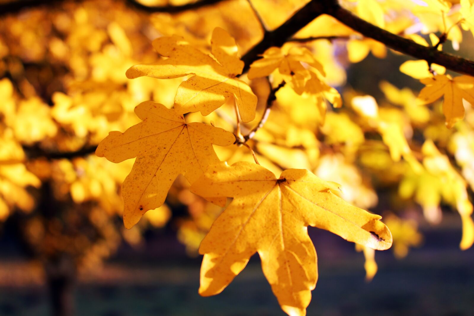 Canon EOS 700D (EOS Rebel T5i / EOS Kiss X7i) sample photo. Leaves, autumn, nature photography
