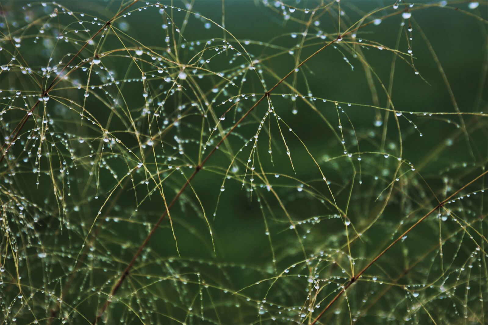 Canon EOS 80D sample photo. Rosa, grass, the drip photography