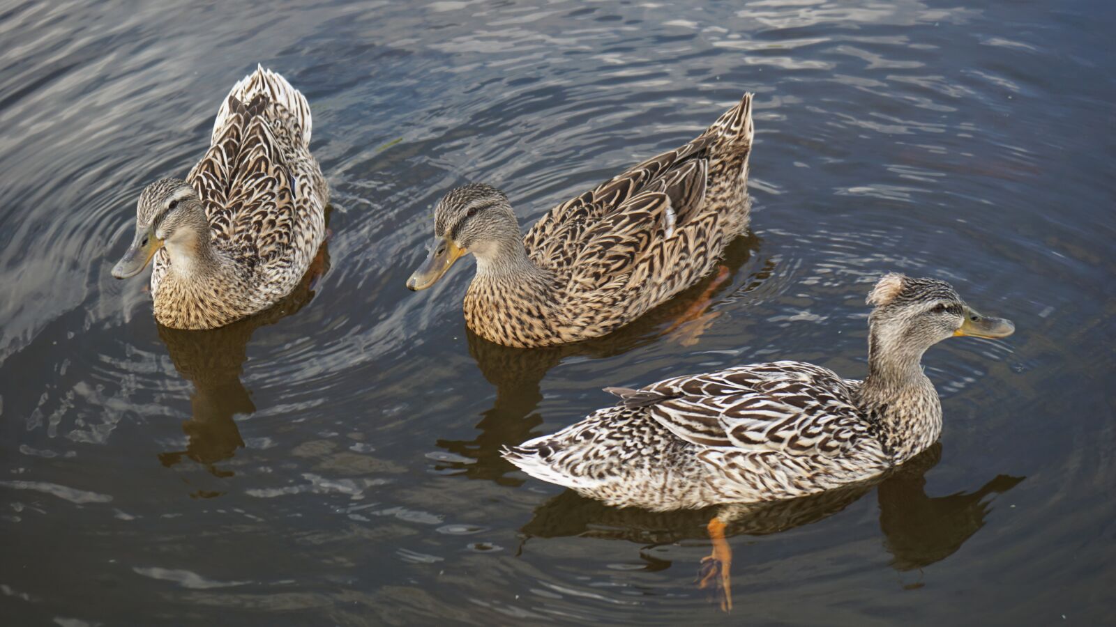 Sony a6000 sample photo. Duck, ducklings, plumage photography