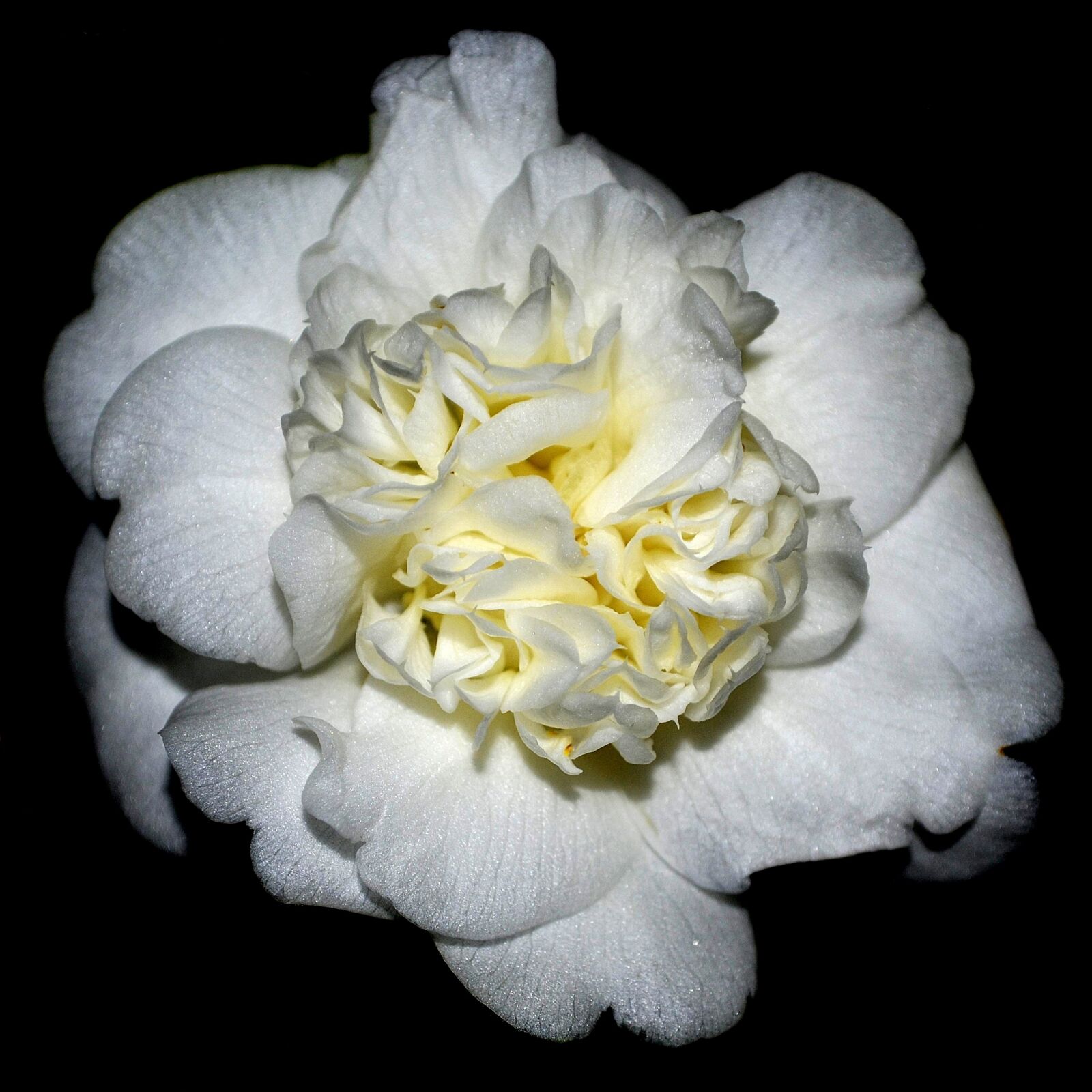 Nikon D3100 sample photo. White, flower, bloom photography