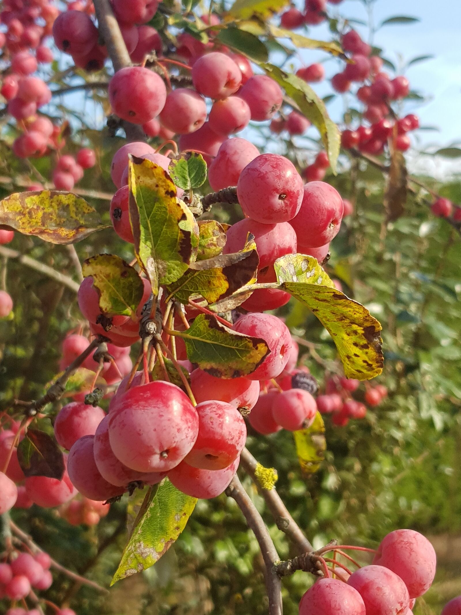 Samsung Galaxy S8 sample photo. Red fruit, autumn, tree photography