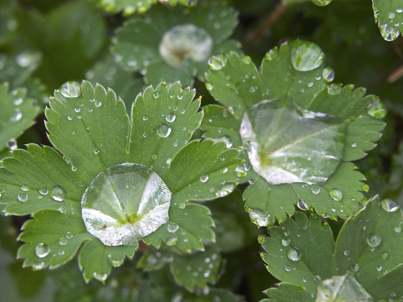 Olympus PEN E-PL5 sample photo. Rain, dewdrop, drop of photography