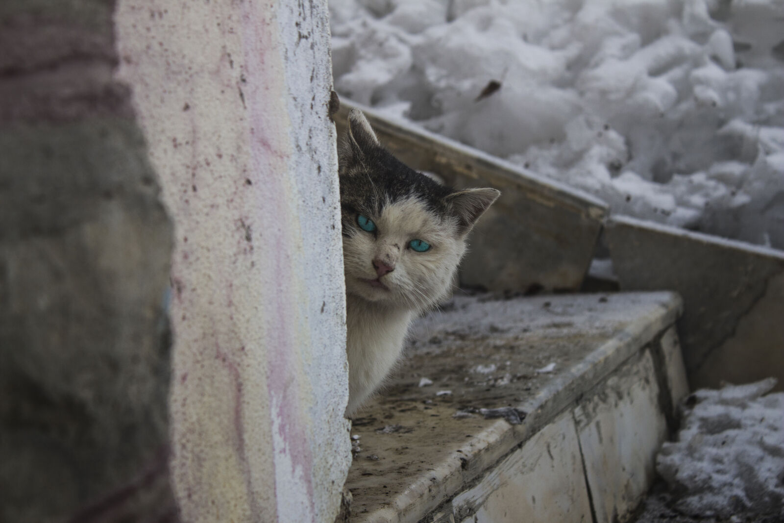 Canon EOS 700D (EOS Rebel T5i / EOS Kiss X7i) sample photo. Adorable, animal, cat, cute photography
