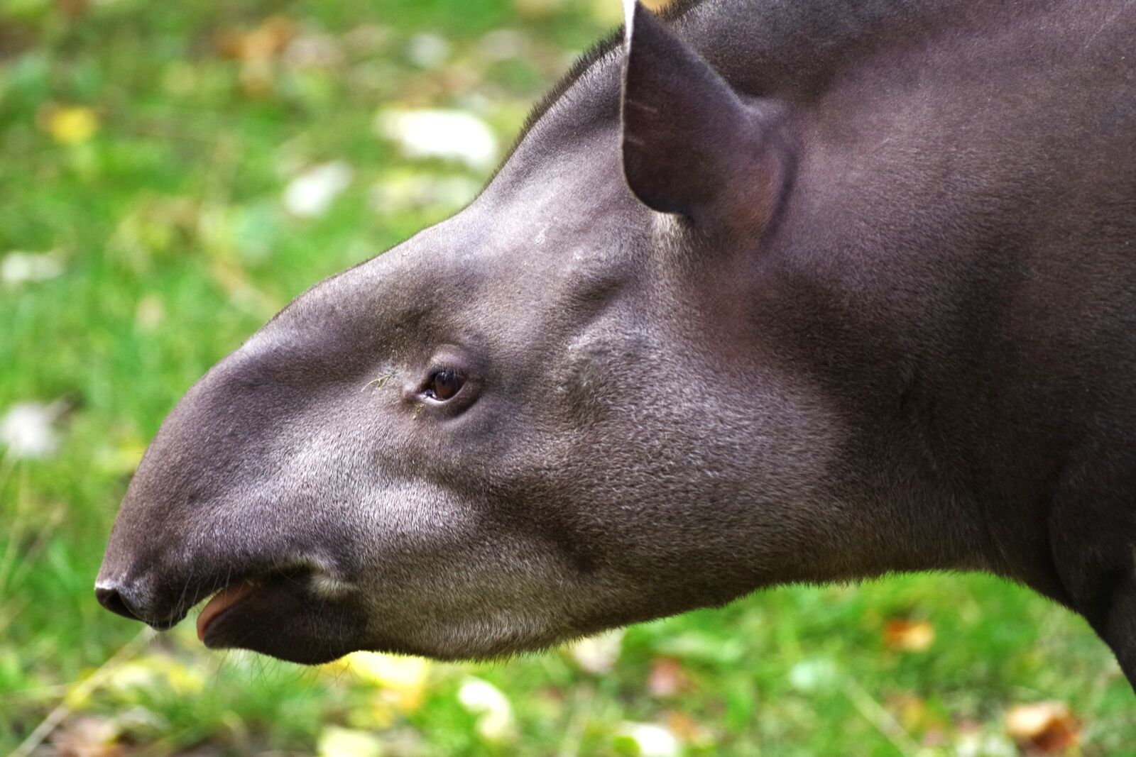 Pentax K-30 sample photo. Tapir, proboscis, mammal photography