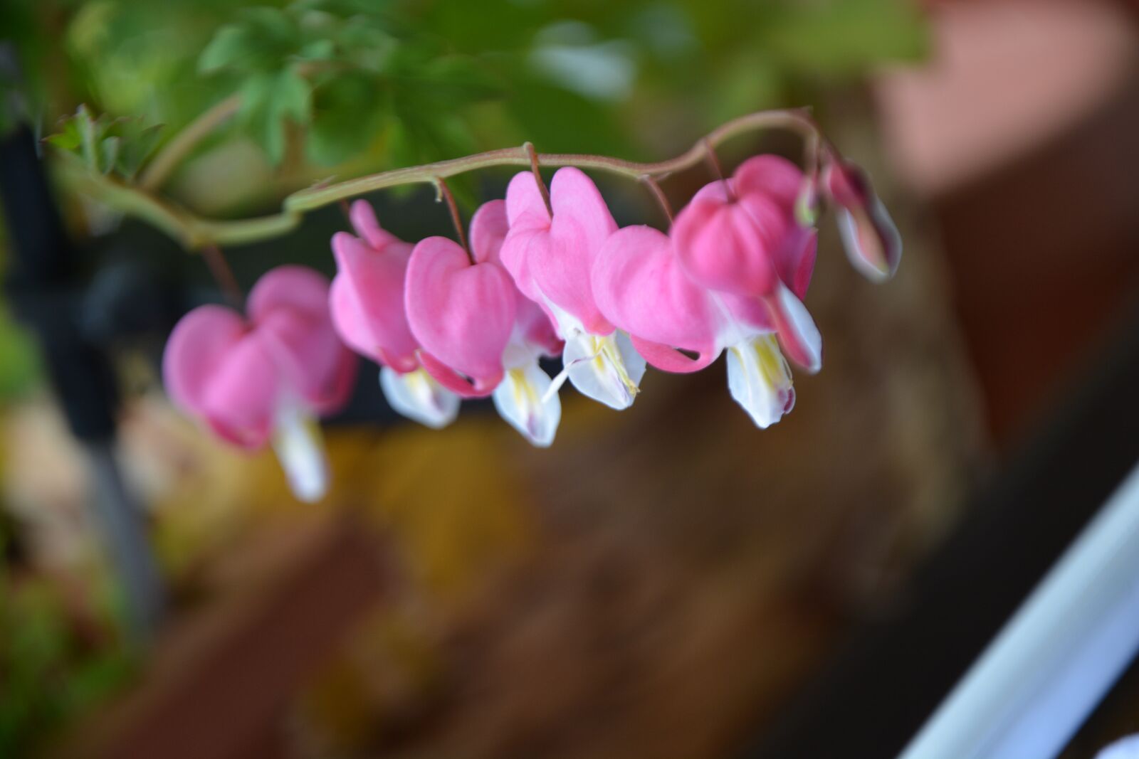 Nikon D7100 sample photo. Flower, flowers, spring photography