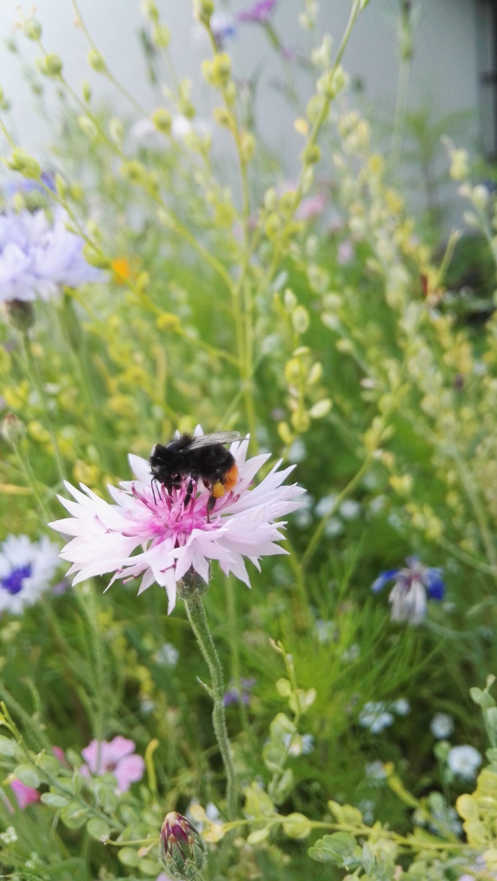 HUAWEI P8 sample photo. Cornflower, pink, flower photography