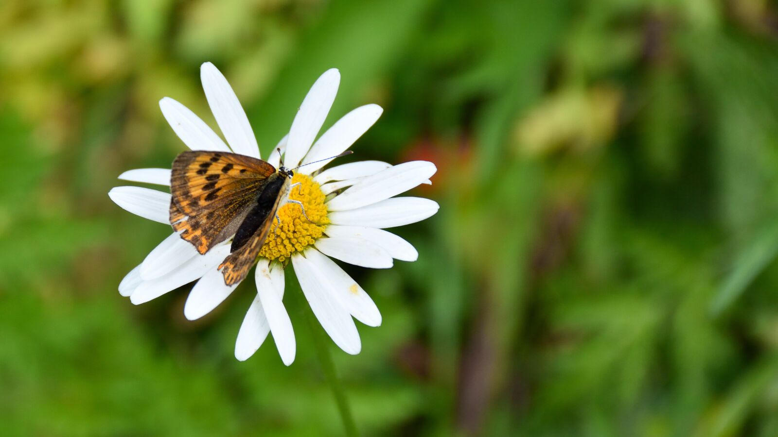 Nikon D5500 sample photo. Butterfly, marguerite, close up photography