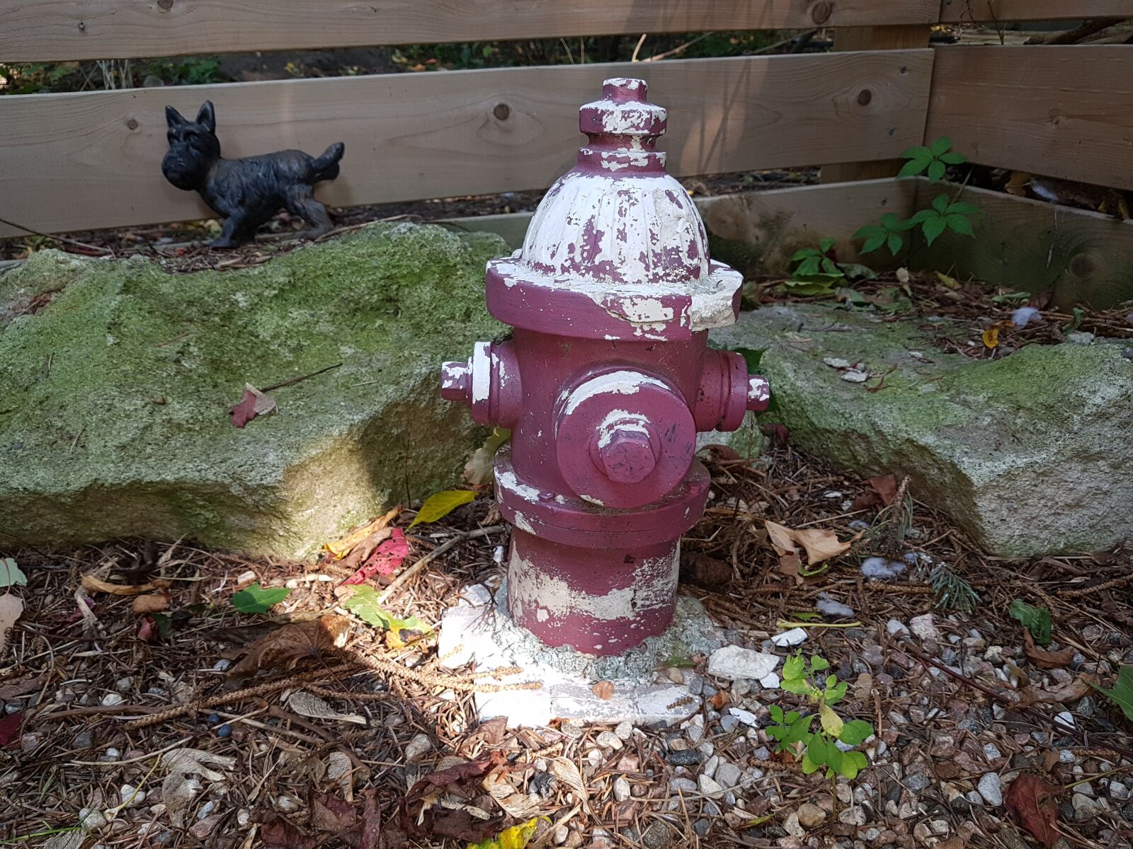 Samsung Galaxy S7 sample photo. Fire-hydrant, dogs, garden photography