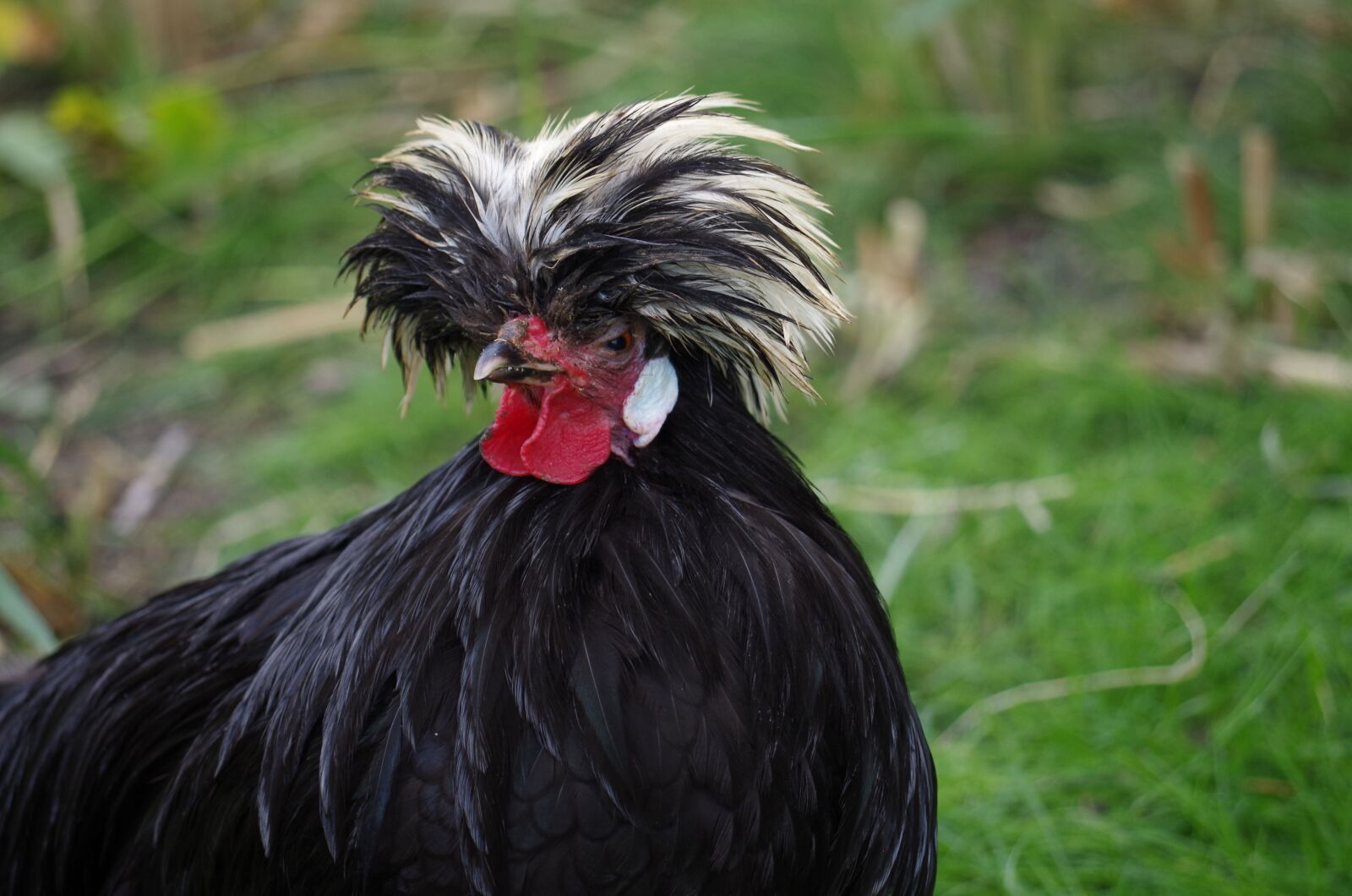 Pentax K-500 sample photo. Farm, hen, animal photography