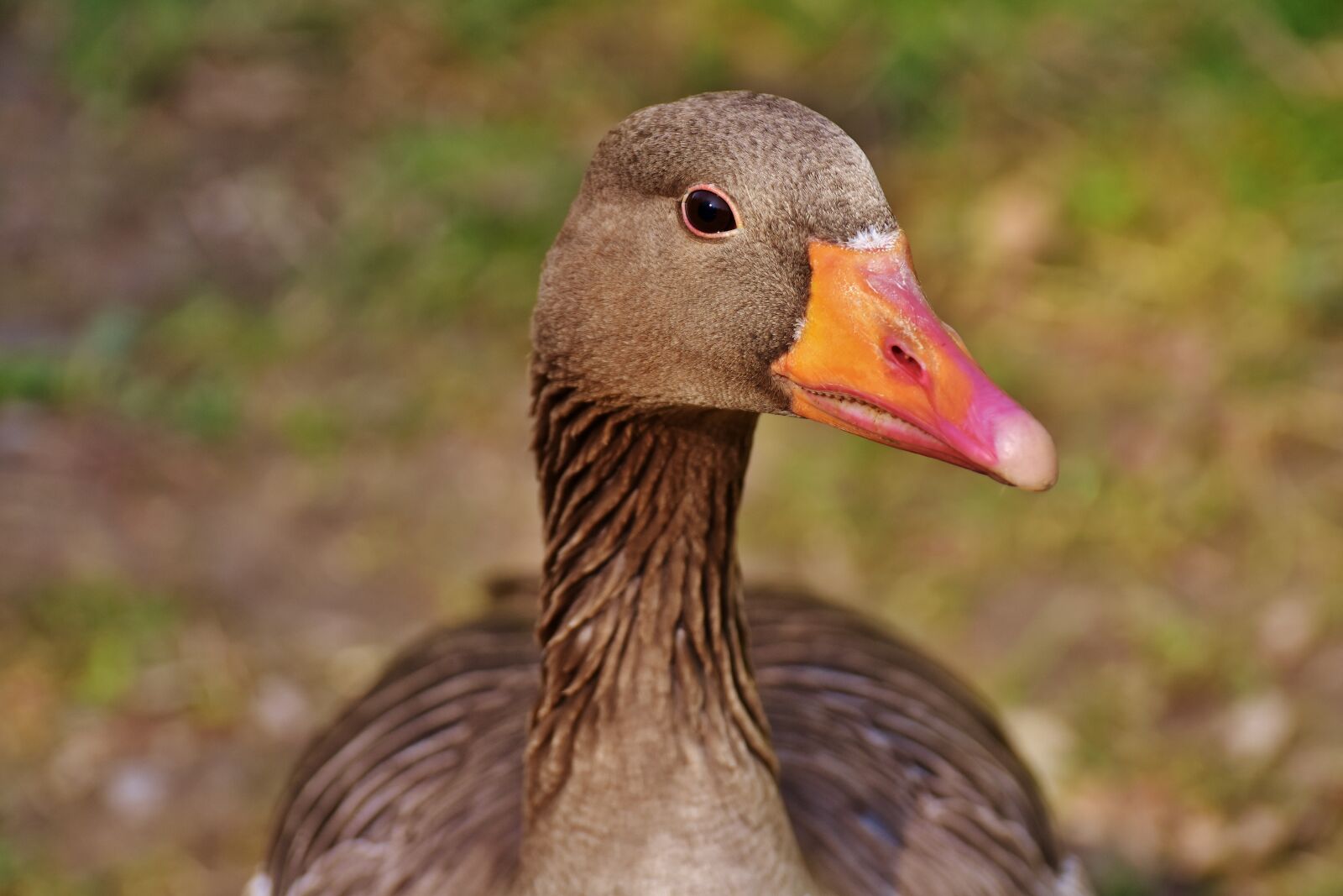 Nikon D7200 sample photo. Goose, water bird, poultry photography