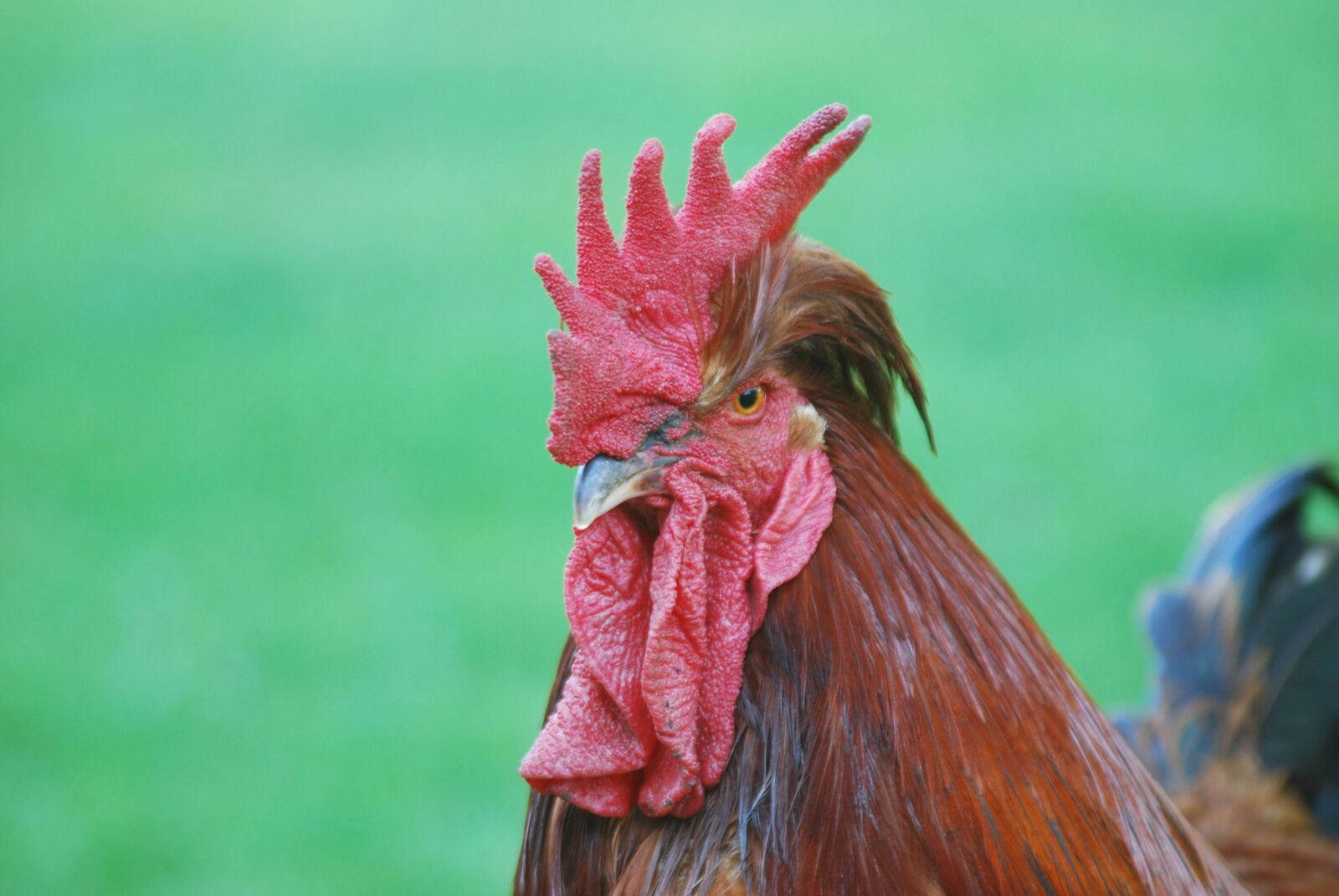 Nikon D40X sample photo. Cock, village, comb photography