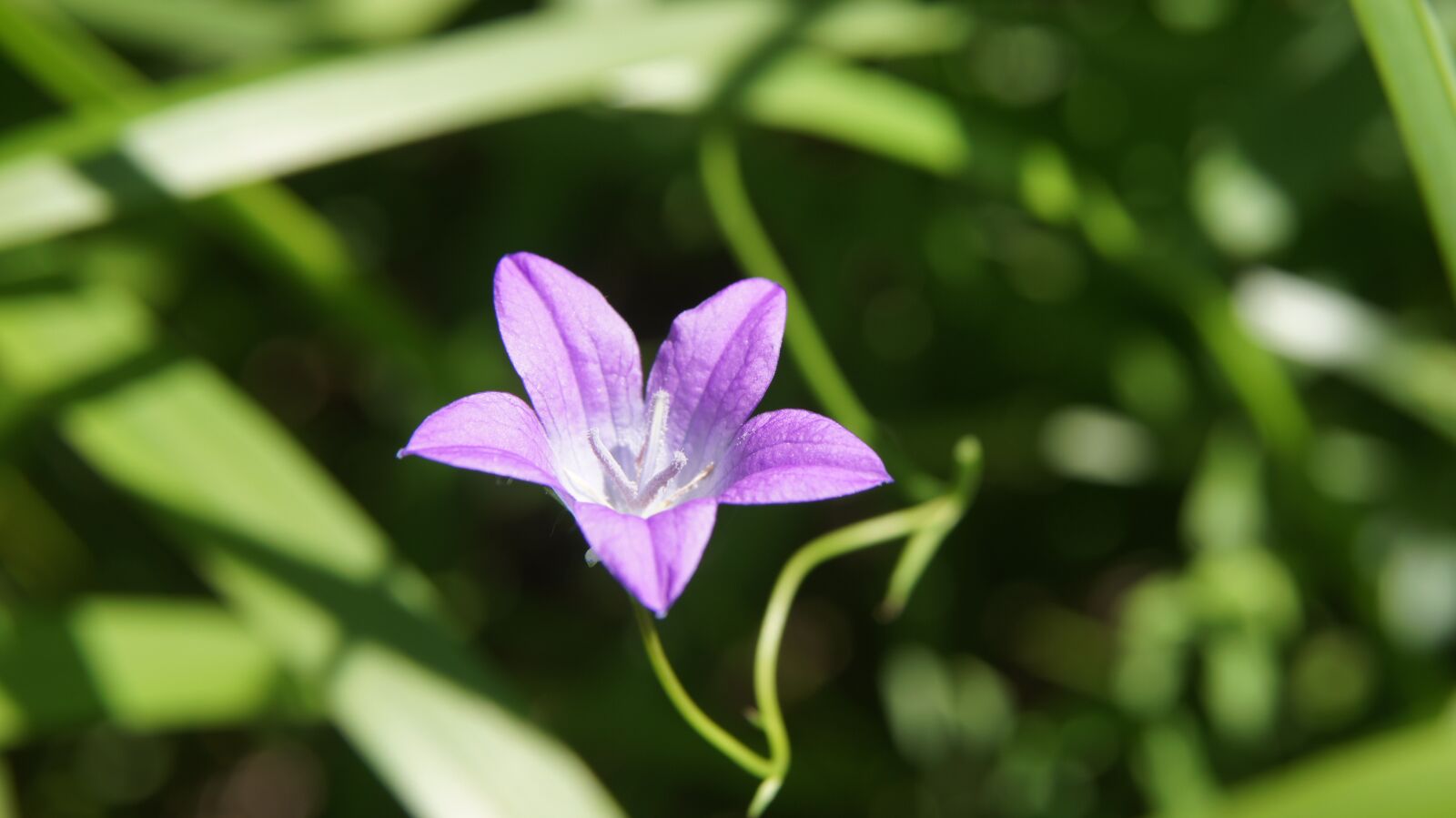 Sony SLT-A55 (SLT-A55V) + Sony DT 18-55mm F3.5-5.6 SAM sample photo. Bellflower, wildflowers, flower photography