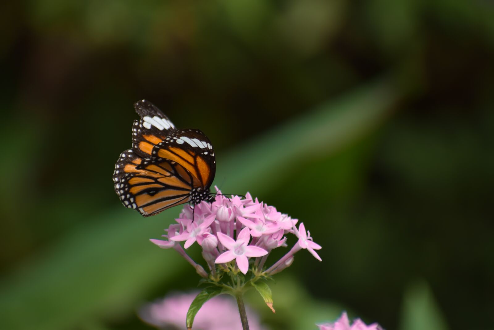 Nikon D5300 sample photo. Butterfly, flowers, fly photography