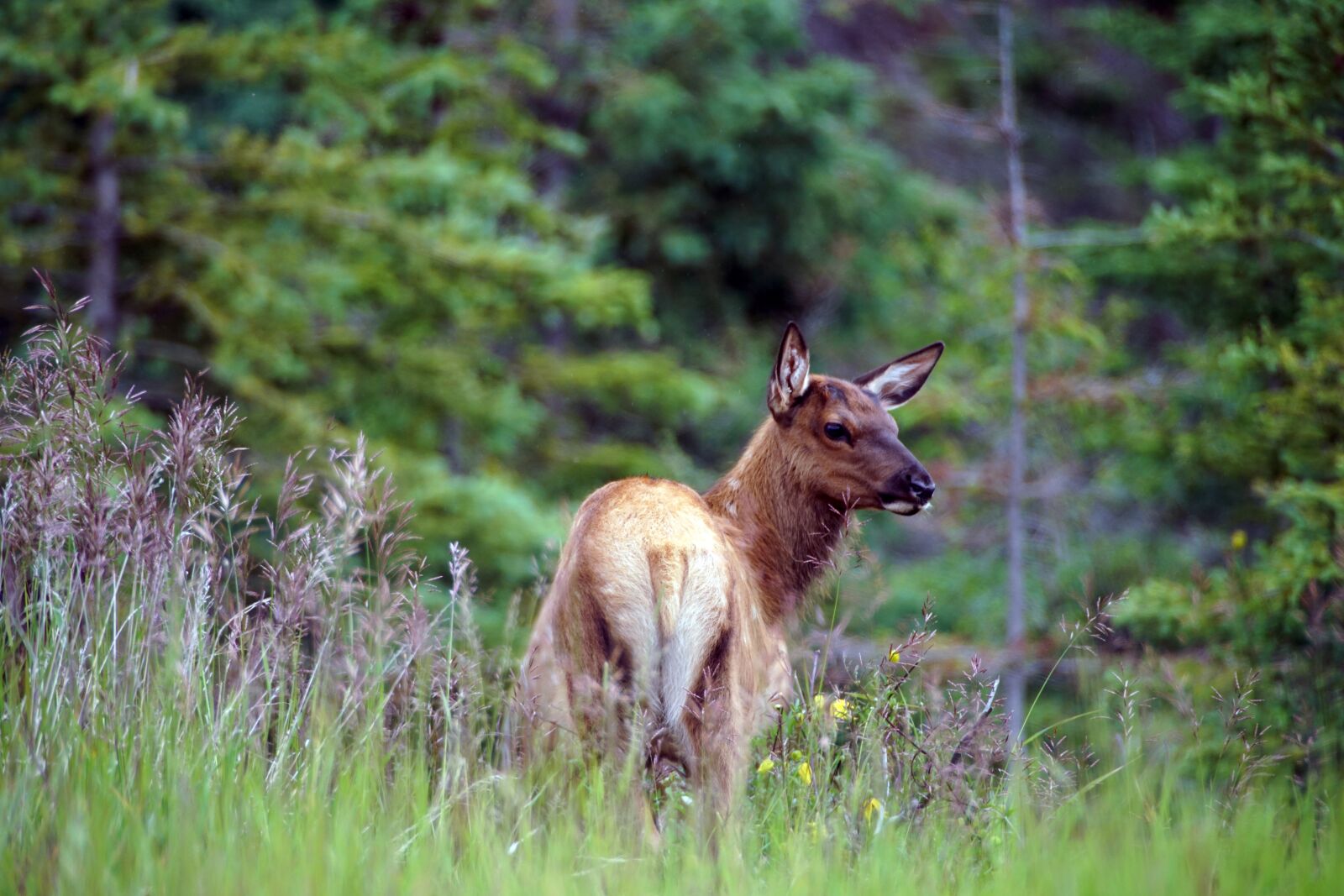 Sony a99 II + Minolta AF 300mm F2.8 HS-APO G sample photo. Elk, calf, mammal photography