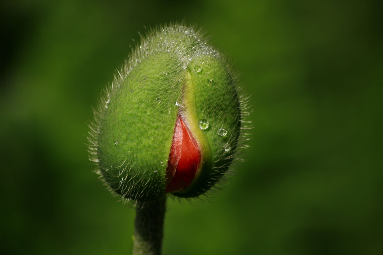 Canon EOS 100D (EOS Rebel SL1 / EOS Kiss X7) sample photo. Sunflower, red, nature photography