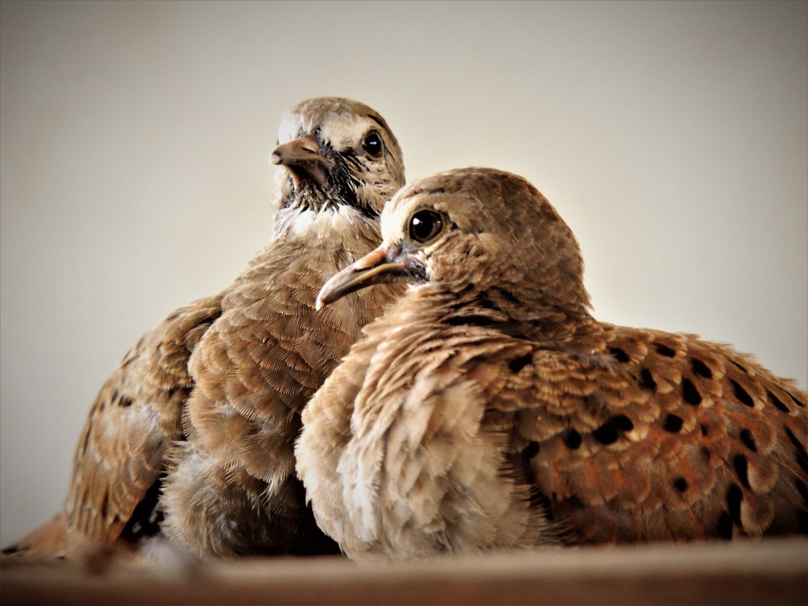 Nikon Coolpix P510 sample photo. Ruddy ground dove, weasels photography