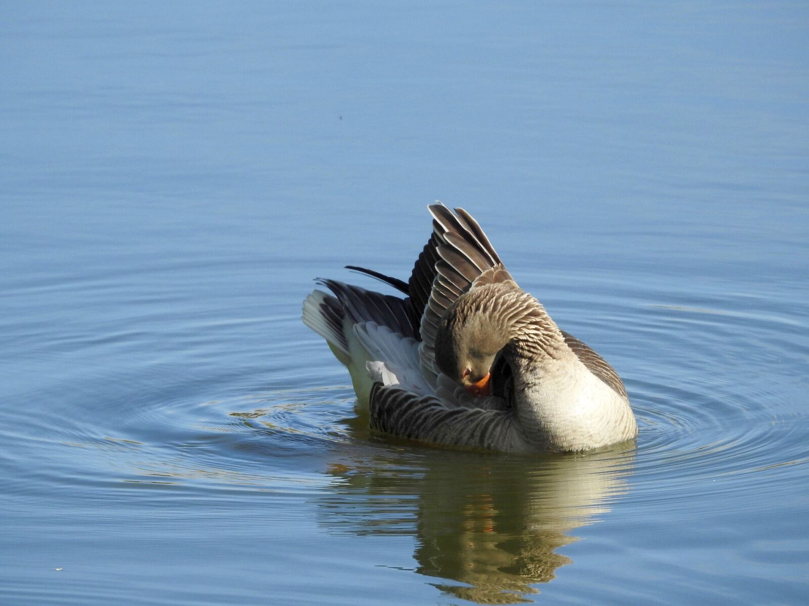 Nikon Coolpix P900 sample photo. Wild goose, water bird photography
